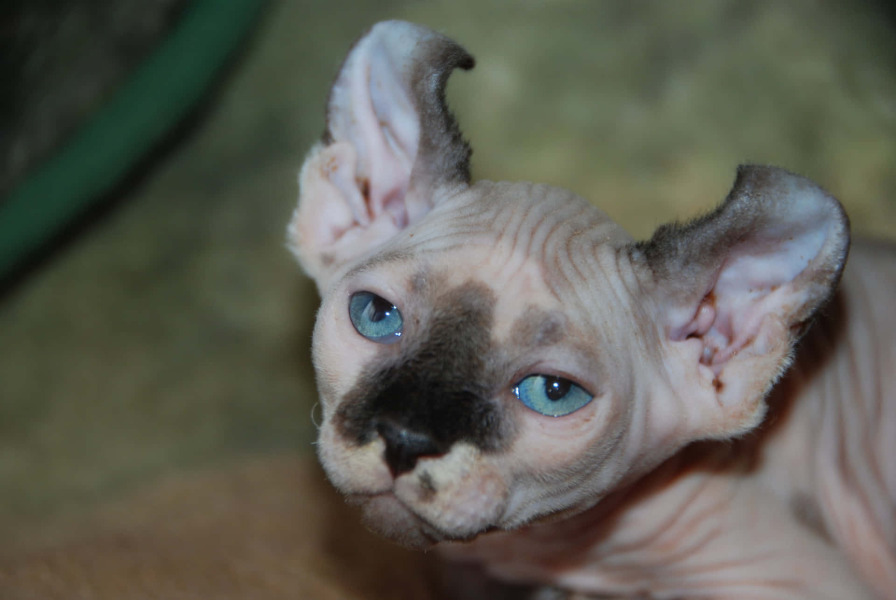 Getting a sphynx kitten