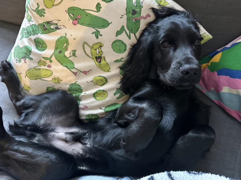Adolescent Dog Survival Thread - Bark the Herald, furry angels sing!