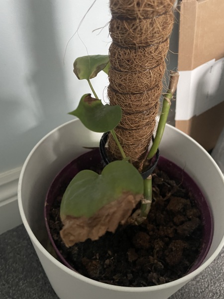 How many houseplants do you kill?