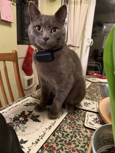 Tinsel, Glitter and Baubles - the Excellent Cats prepare to knock Everything off your Christmas Tree