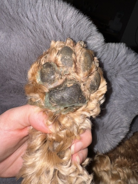 Dog paw vs slime