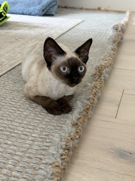 Getting a sphynx kitten