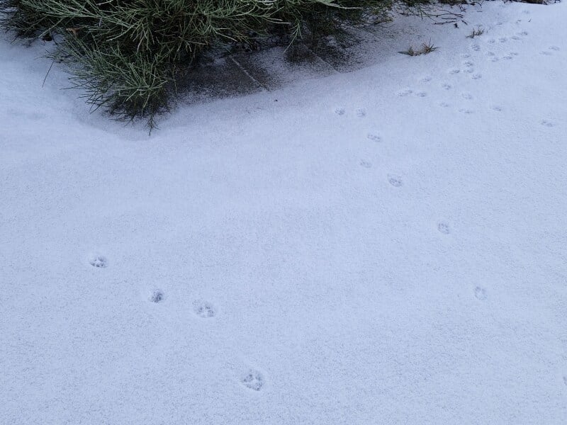 Tinsel, Glitter and Baubles - the Excellent Cats prepare to knock Everything off your Christmas Tree