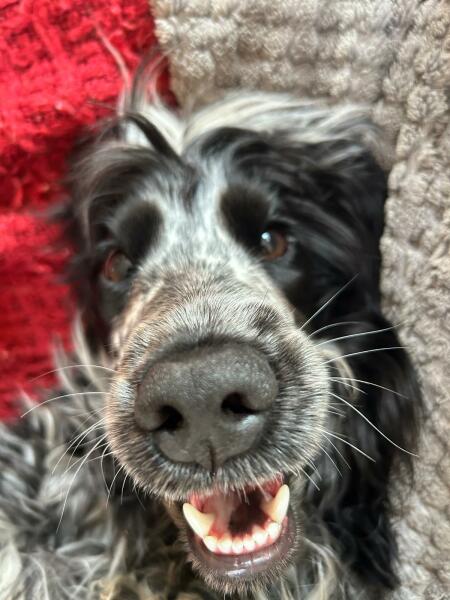 Getting a Cocker Spaniel puppy this week