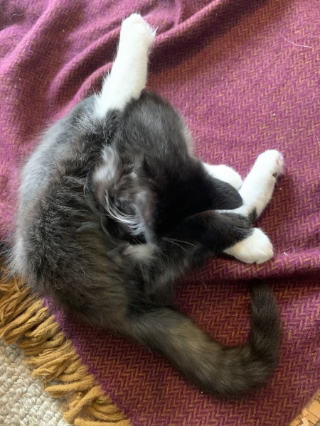 Kitten’s coat has very unusual traits