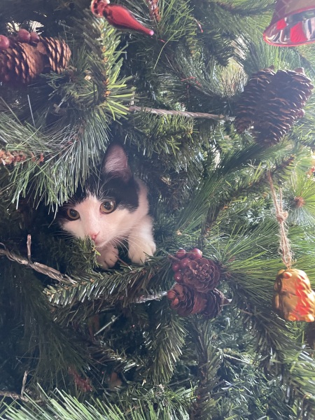 Come and tell us your dull and unexciting news 32: Calmly through the day