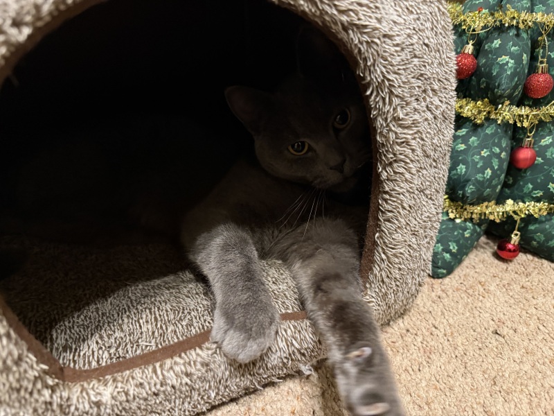 Tinsel, Glitter and Baubles - the Excellent Cats prepare to knock Everything off your Christmas Tree