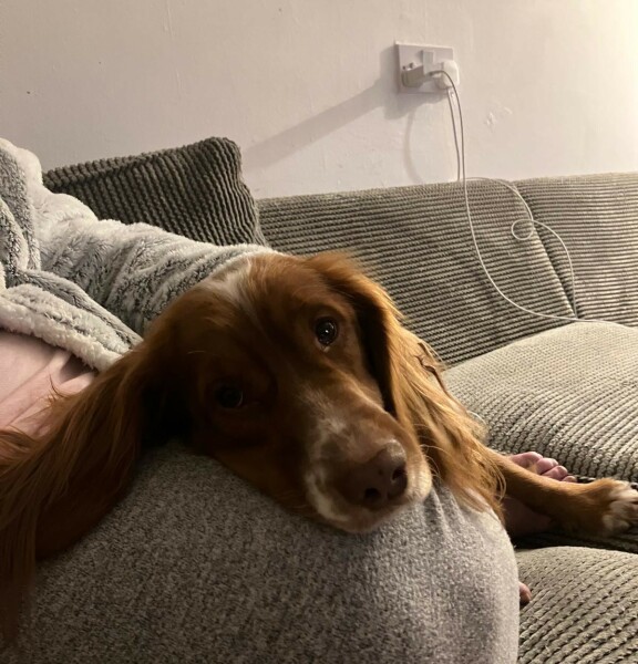 Adolescent Dog Survival Thread - Bark the Herald, furry angels sing!