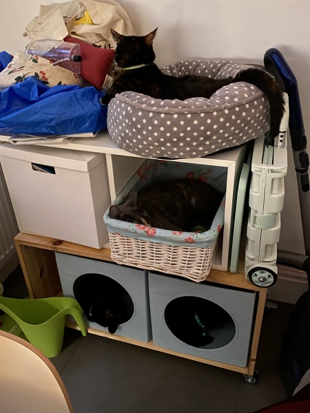 Tinsel, Glitter and Baubles - the Excellent Cats prepare to knock Everything off your Christmas Tree