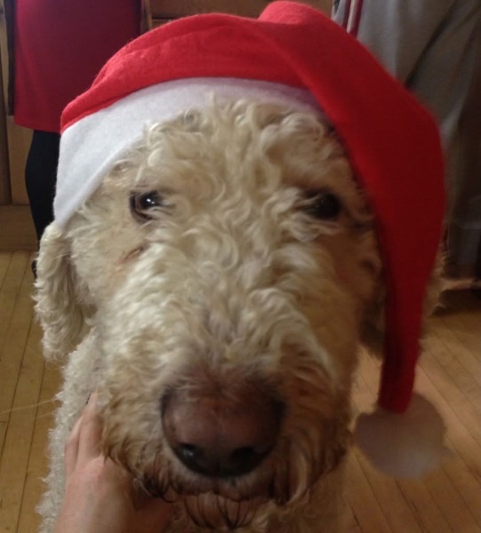 Christmas dog of the month: Share your festive dog photos & win a £100 prize bundle!