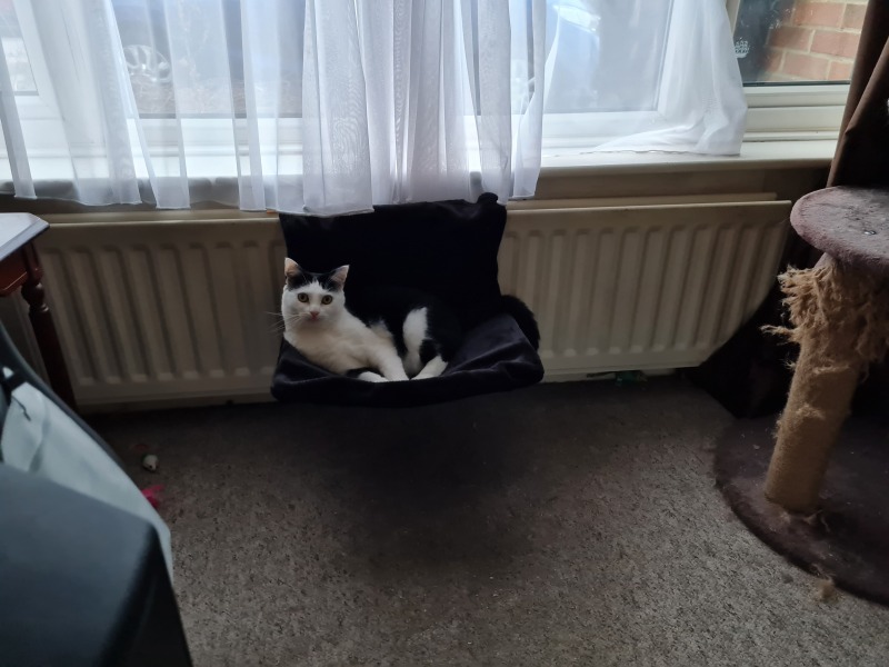 Tinsel, Glitter and Baubles - the Excellent Cats prepare to knock Everything off your Christmas Tree