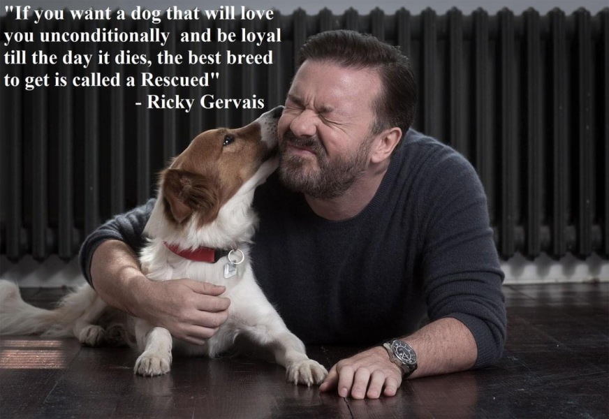 Should everyone be forced to show they aren’t able to rescue a dog before they can buy a puppy?
