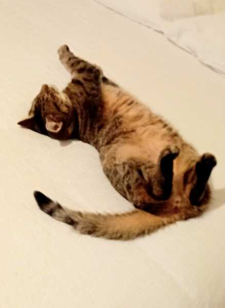 Tinsel, Glitter and Baubles - the Excellent Cats prepare to knock Everything off your Christmas Tree