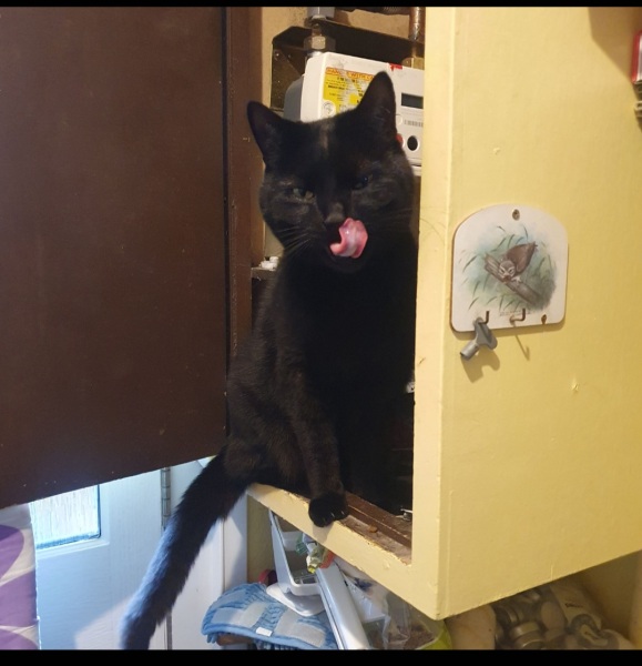 What perfectly ordinary places have you found your cat?