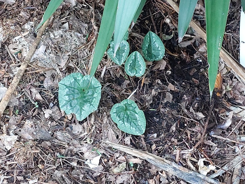 Is this a Cyclamen?