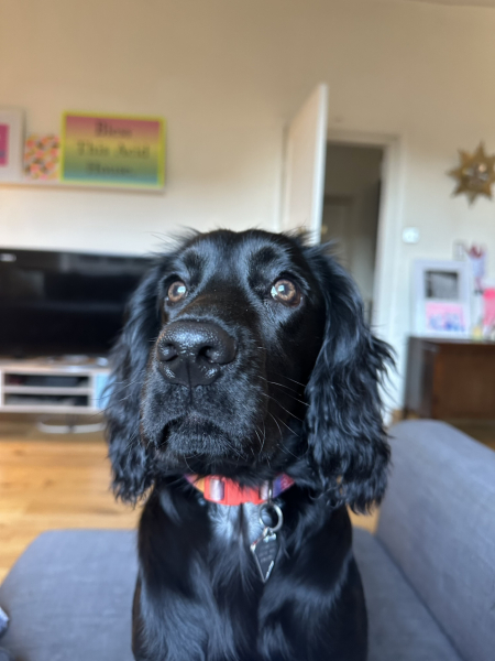 Adolescent Dog Survival Thread - Bark the Herald, furry angels sing!