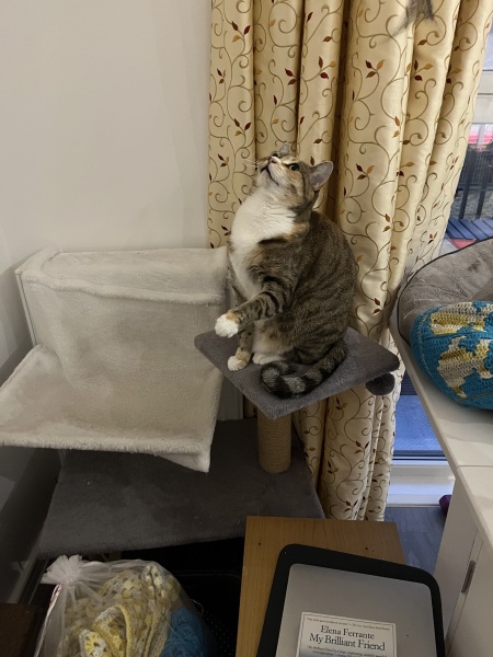 Tinsel, Glitter and Baubles - the Excellent Cats prepare to knock Everything off your Christmas Tree