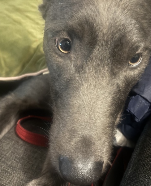 To think they should take him to the vets