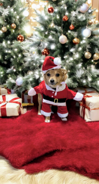 Christmas dog of the month: Share your festive dog photos & win a £100 prize bundle!
