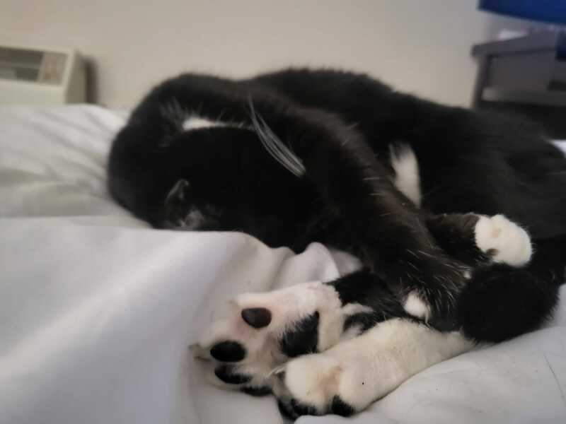 Tinsel, Glitter and Baubles - the Excellent Cats prepare to knock Everything off your Christmas Tree