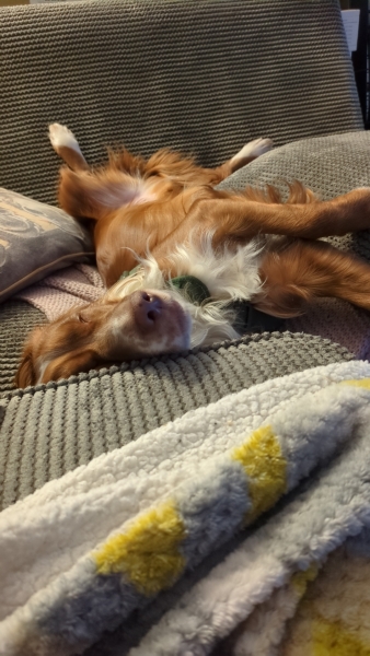 Adolescent Dog Survival Thread - Bark the Herald, furry angels sing!
