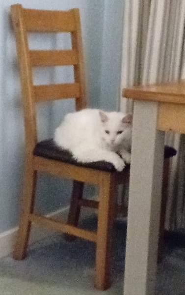 Tinsel, Glitter and Baubles - the Excellent Cats prepare to knock Everything off your Christmas Tree