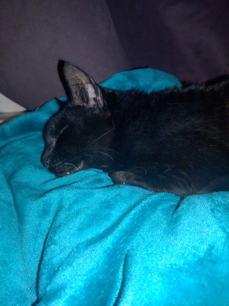 Tinsel, Glitter and Baubles - the Excellent Cats prepare to knock Everything off your Christmas Tree