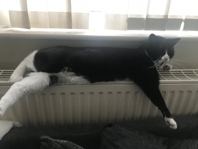 Tinsel, Glitter and Baubles - the Excellent Cats prepare to knock Everything off your Christmas Tree