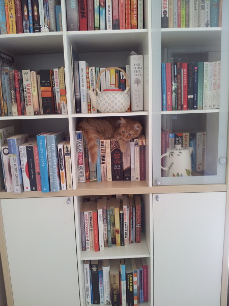 What perfectly ordinary places have you found your cat?