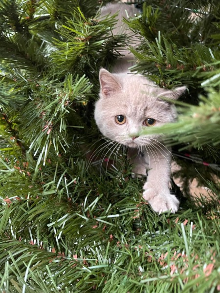 Tinsel, Glitter and Baubles - the Excellent Cats prepare to knock Everything off your Christmas Tree