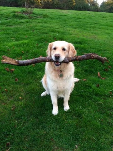 How do you wash your Golden after a splashy muddy walk?