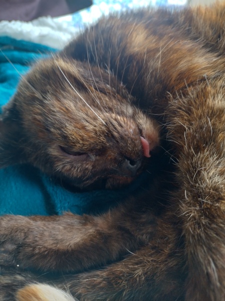 Tinsel, Glitter and Baubles - the Excellent Cats prepare to knock Everything off your Christmas Tree