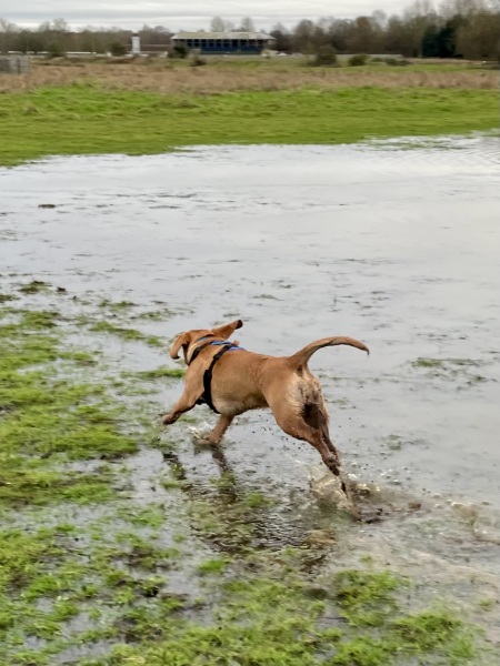 Adolescent Dog Survival Thread - Bark the Herald, furry angels sing!