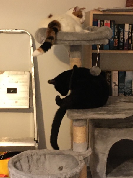 Tinsel, Glitter and Baubles - the Excellent Cats prepare to knock Everything off your Christmas Tree