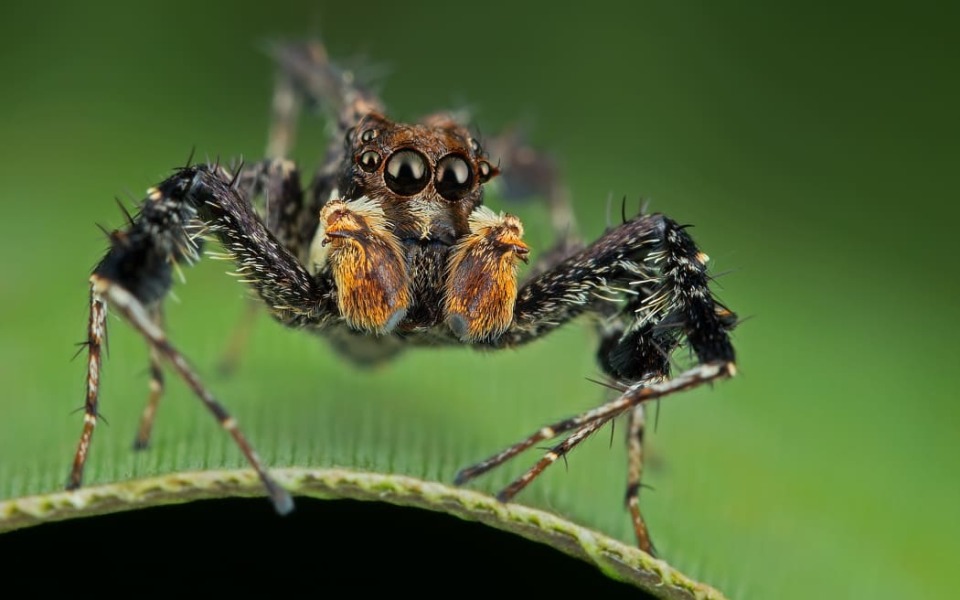 A beautiful, if unusual spider picture (obviously there is photos of said spider in post)
