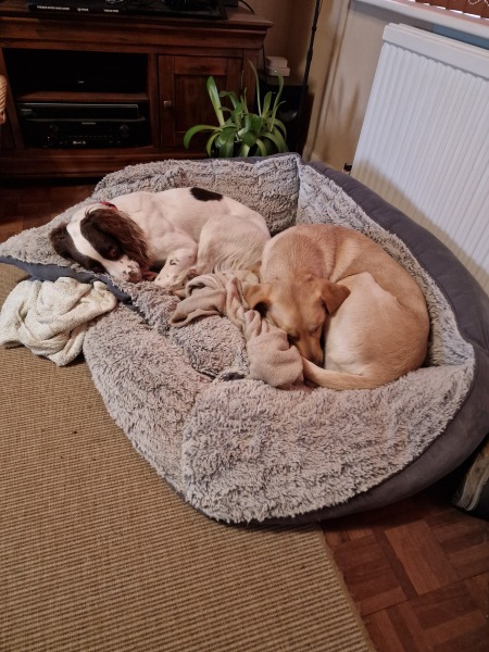teaching a dog to settle