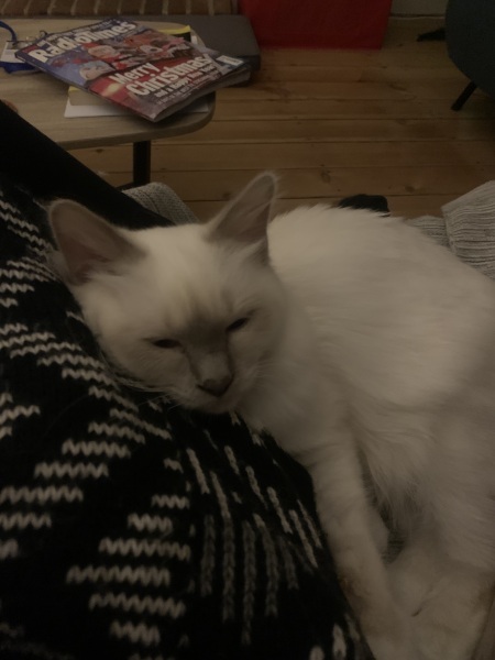 New kitten after losing one - looking for reassurance