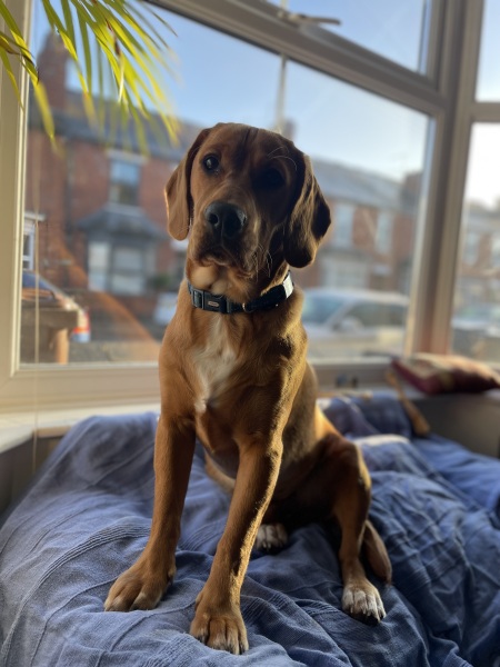 Adolescent Dog Survival Thread - Bark the Herald, furry angels sing!