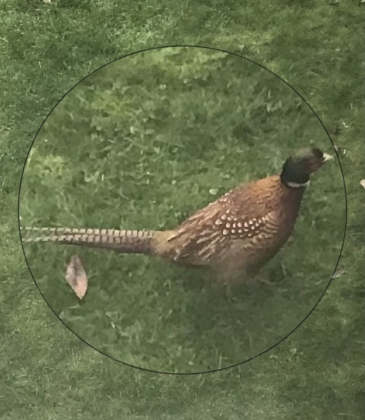 What can I feed this stray pheasant?