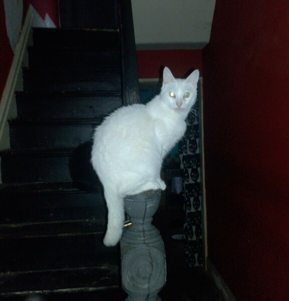 Ring Out, Wild Bells! As 2025 approaches, the Excellent Cats raise their game with a discussion on Tennyson's poetry