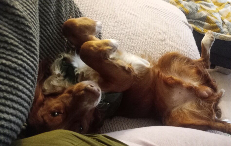 Adolescent Dog Survival Thread - Bark the Herald, furry angels sing!