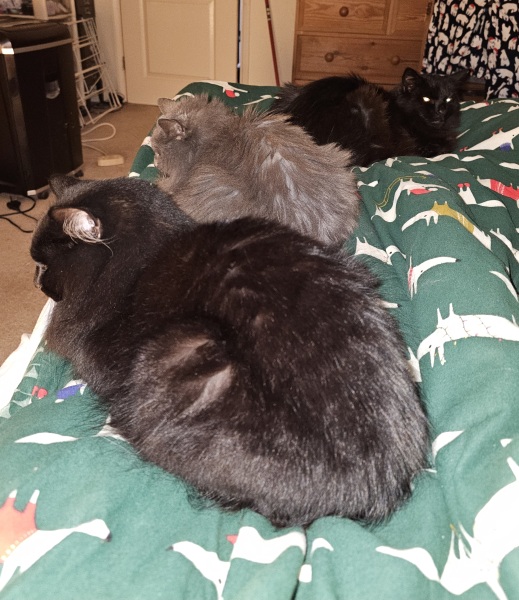 Ring Out, Wild Bells! As 2025 approaches, the Excellent Cats raise their game with a discussion on Tennyson's poetry