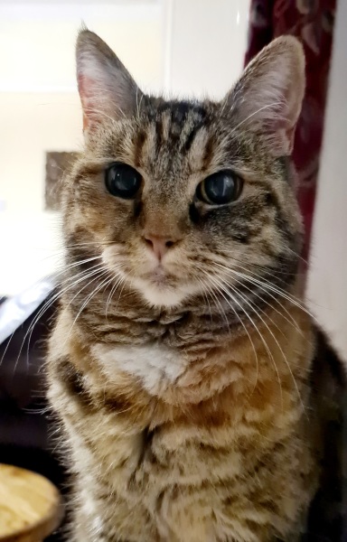 Ring Out, Wild Bells! As 2025 approaches, the Excellent Cats raise their game with a discussion on Tennyson's poetry