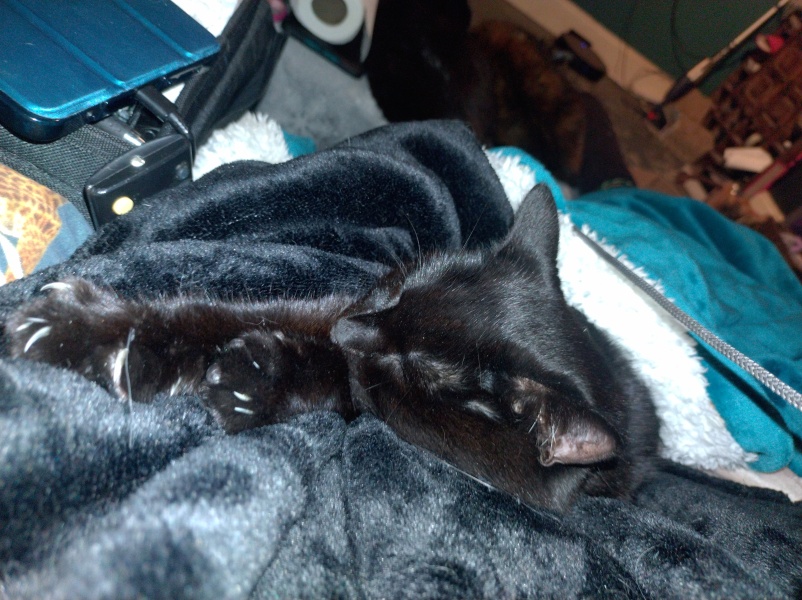 Ring Out, Wild Bells! As 2025 approaches, the Excellent Cats raise their game with a discussion on Tennyson's poetry