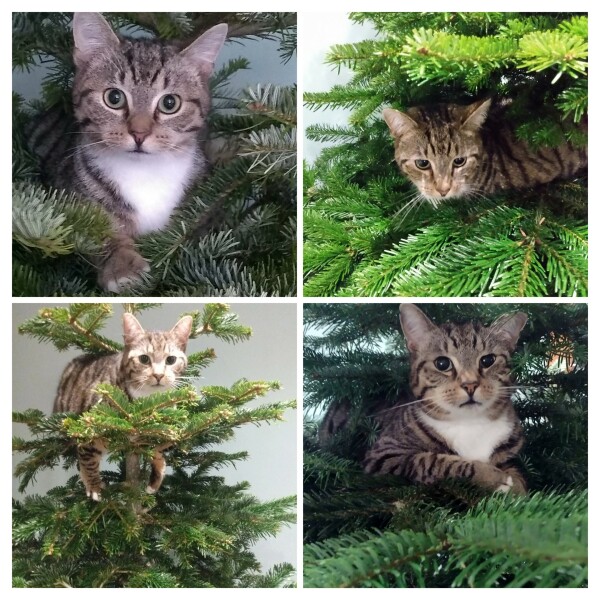 Cat and Christmas Tree