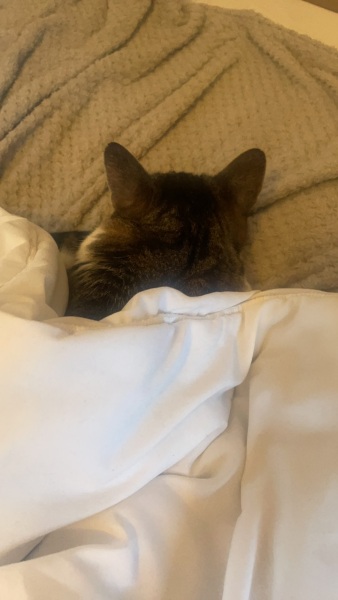 This is my bed, this is not my cat