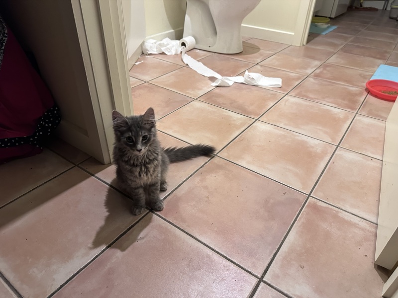 Tinsel, Glitter and Baubles - the Excellent Cats prepare to knock Everything off your Christmas Tree