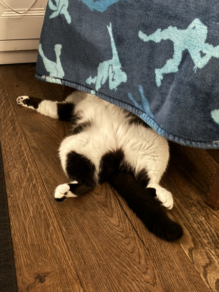 What perfectly ordinary places have you found your cat?