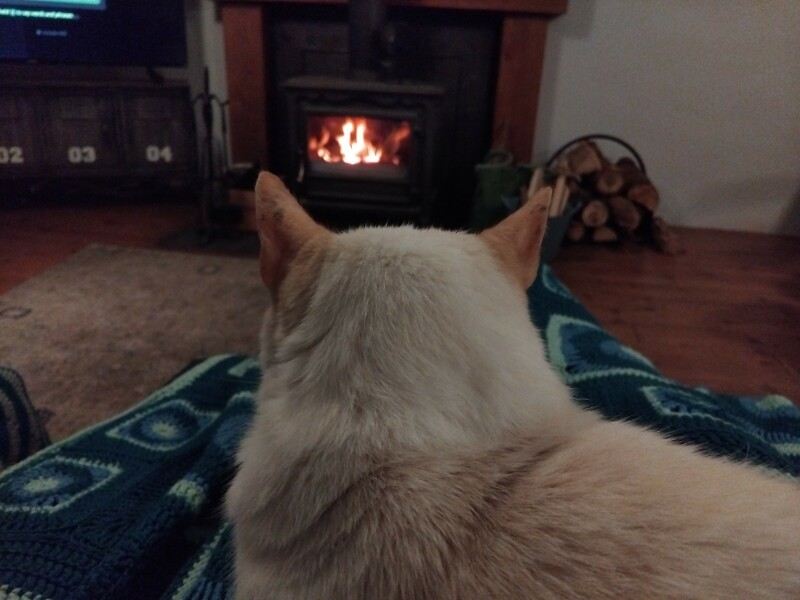 White cats yay or nay?