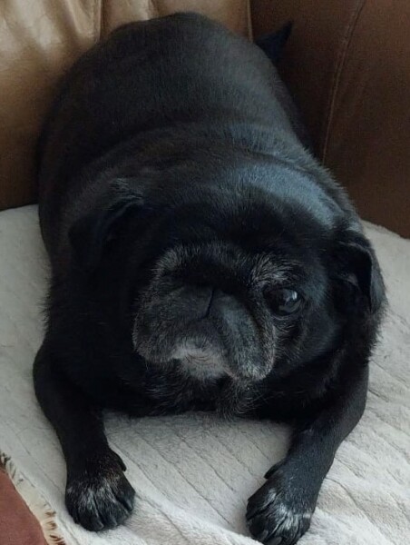 Blind and deaf dog